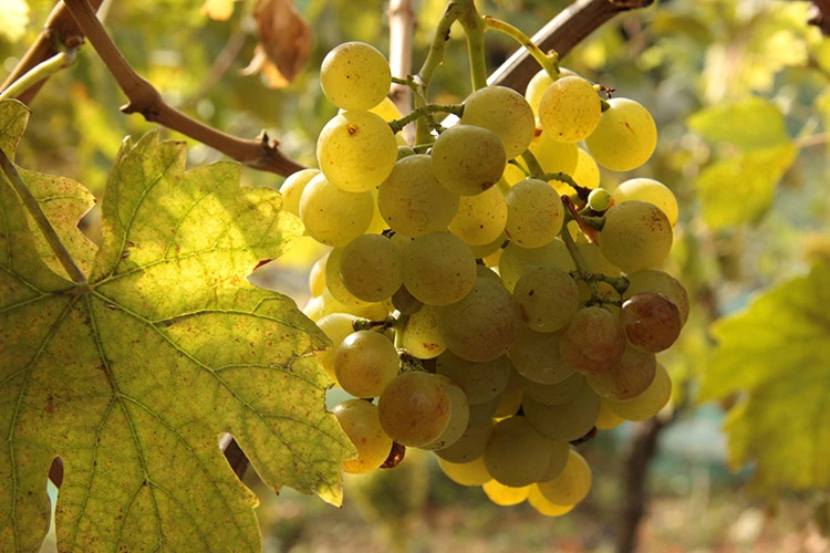 martinje1